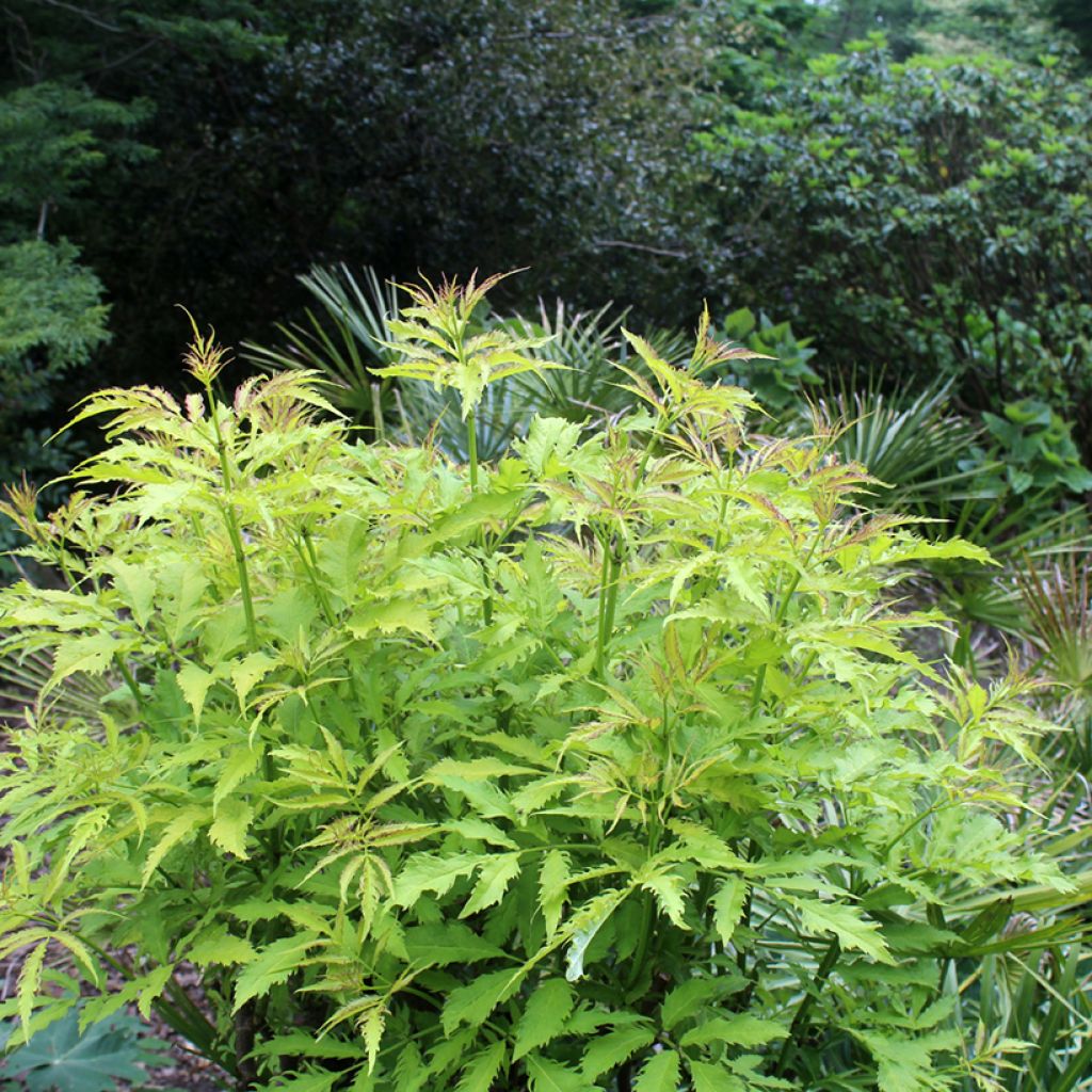 Elderberry - Sambucus racemosa Sutherland Gold