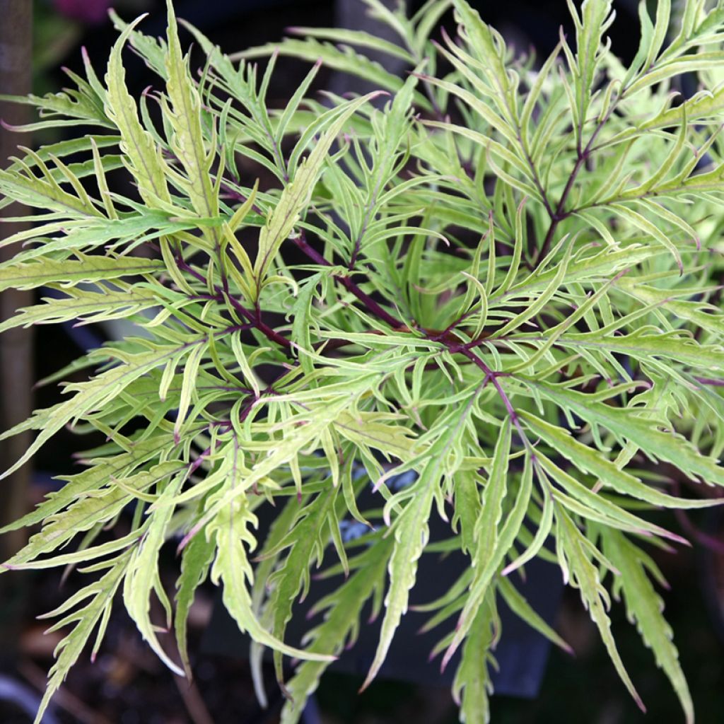 Sambucus racemosa Welsh Gold - European Red Elder