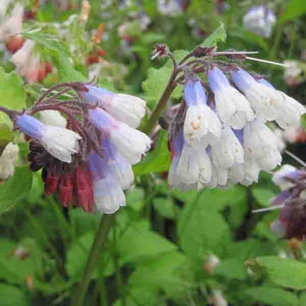 Consoude à grandes fleurs - Symphytum Sky Blue Pink