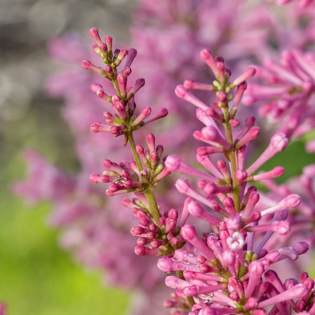 Syringa prestoniae Pinktini - Lilac