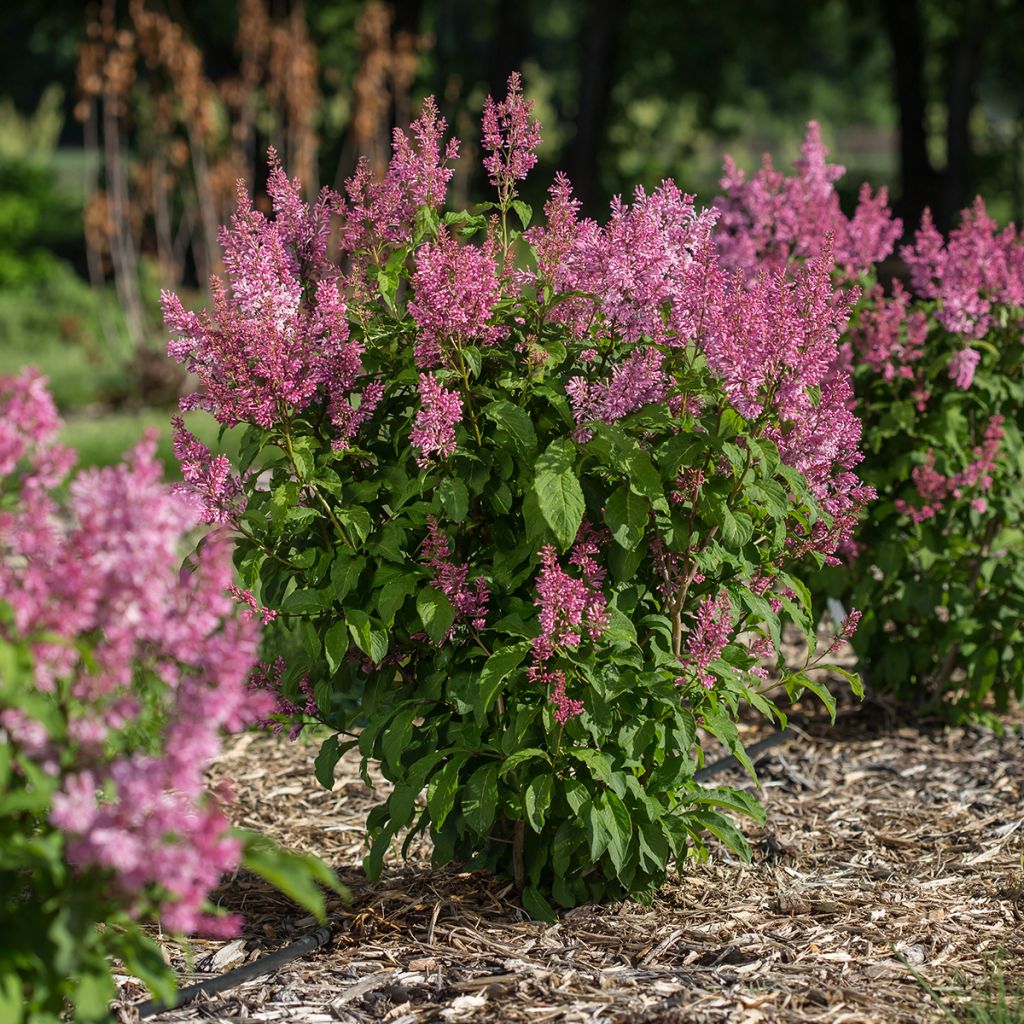 Syringa prestoniae Pinktini - Lilac