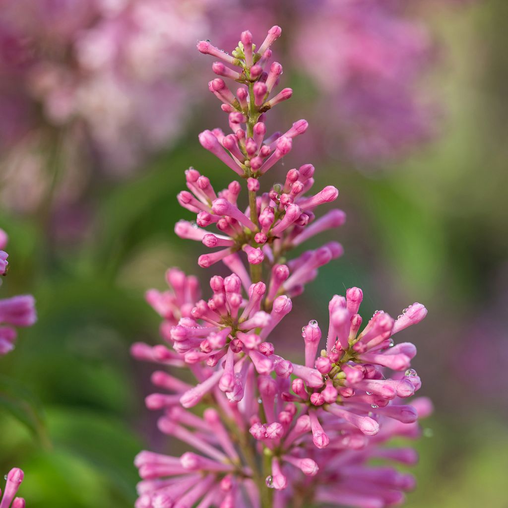 Syringa prestoniae Pinktini - Lilac