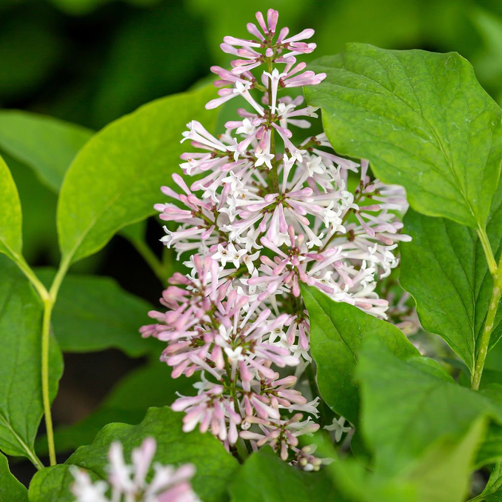 Syringa Little Lady - Lilac