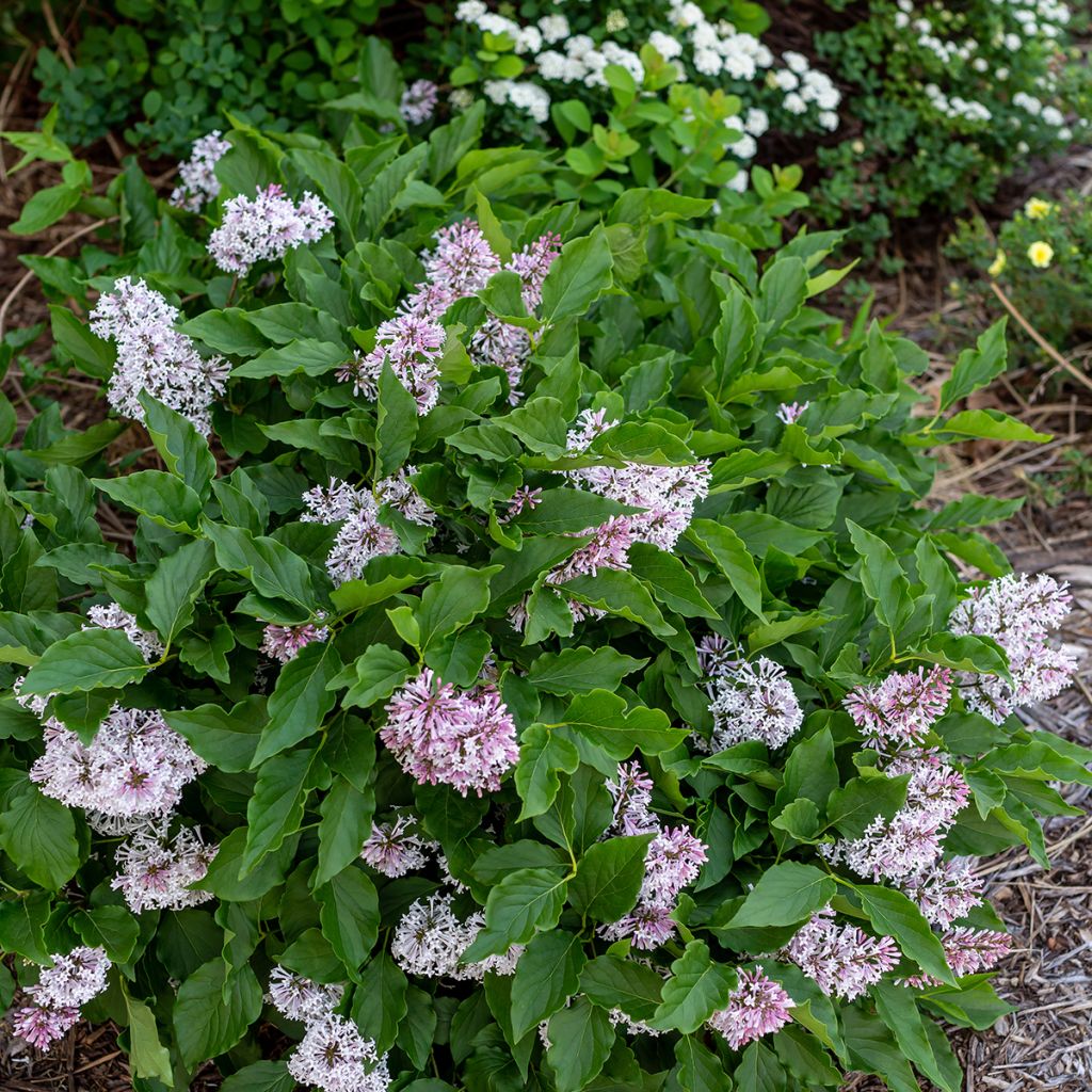 Syringa Little Lady - Lilac