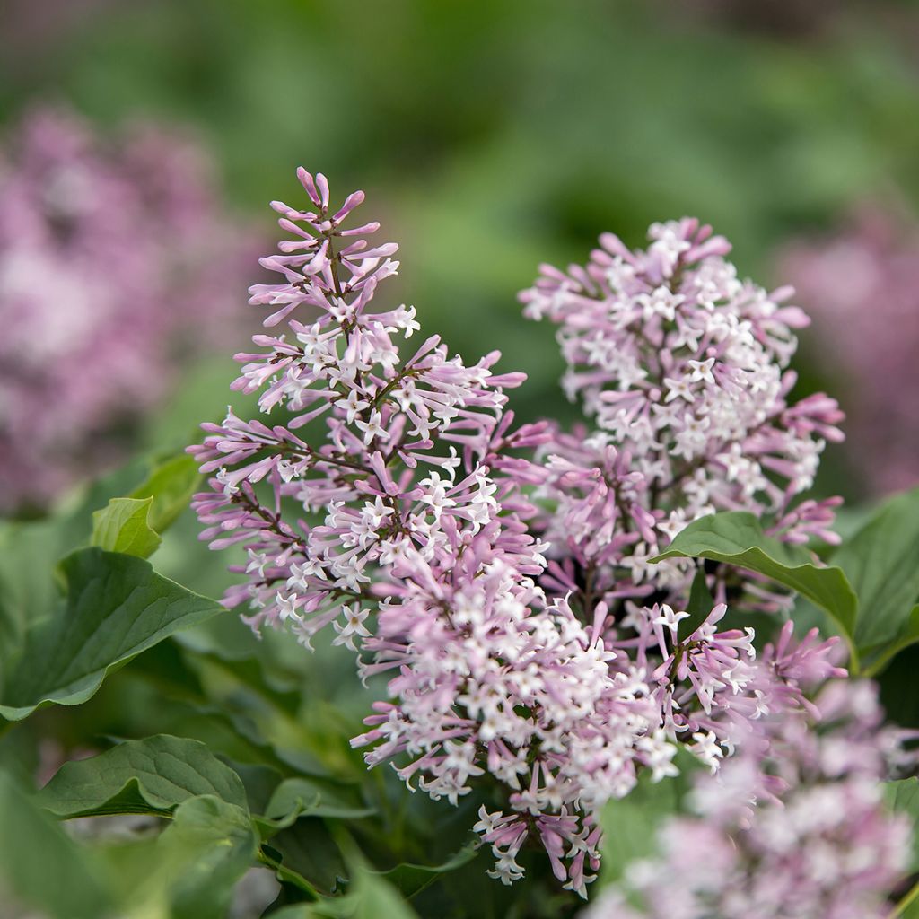 Syringa Little Lady - Lilac