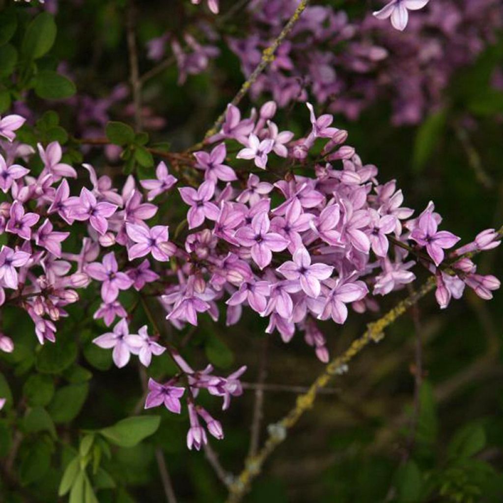 Syringa protolaciniata Kabul - Lilac