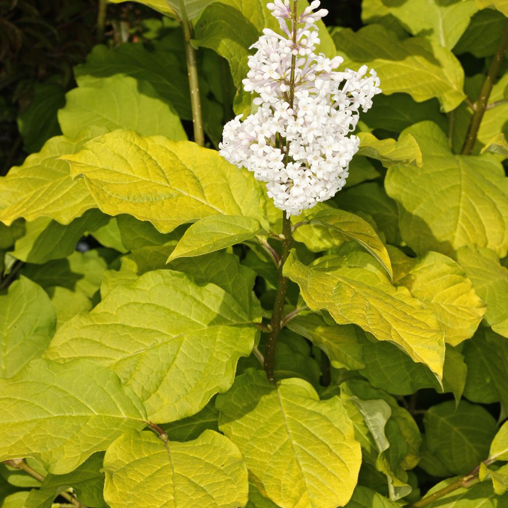 Lilac - Syringa villosa Aurea