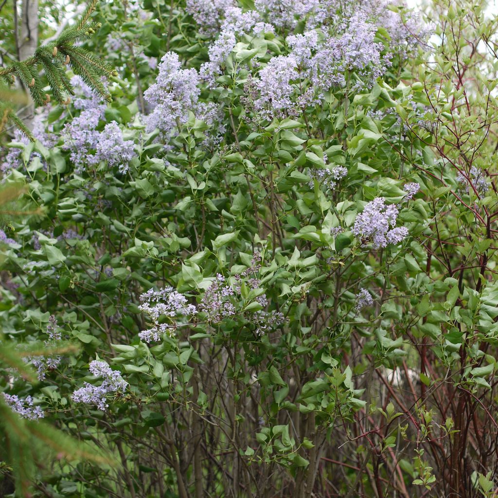 Syringa vulgaris Président Grevy - Common Lilac