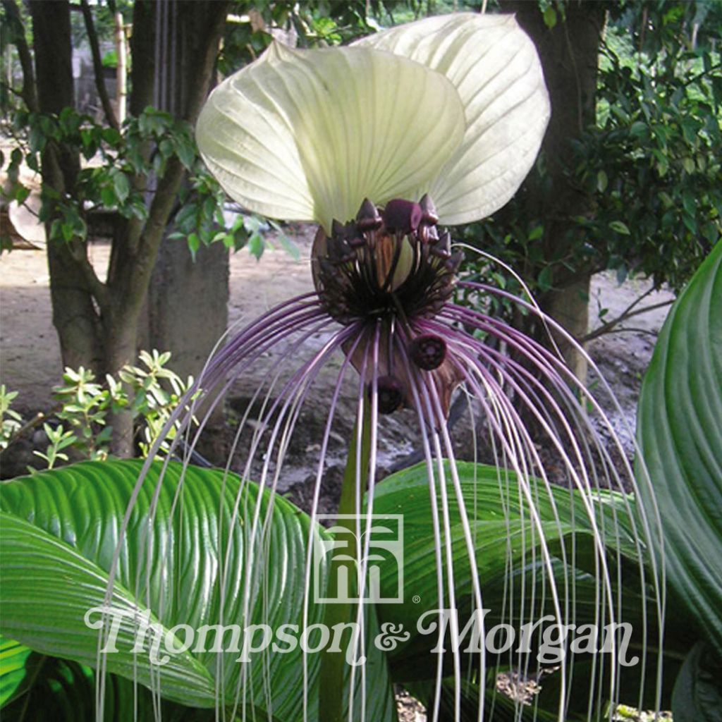 Tacca chantrieri Nivea Seeds - White bat plant