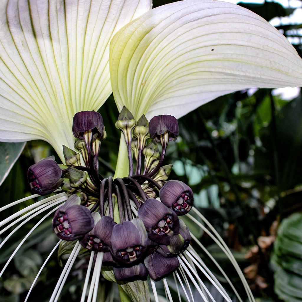 Tacca integrifolia Nivea - Bulbe - Fleur Chauve-souris blanche