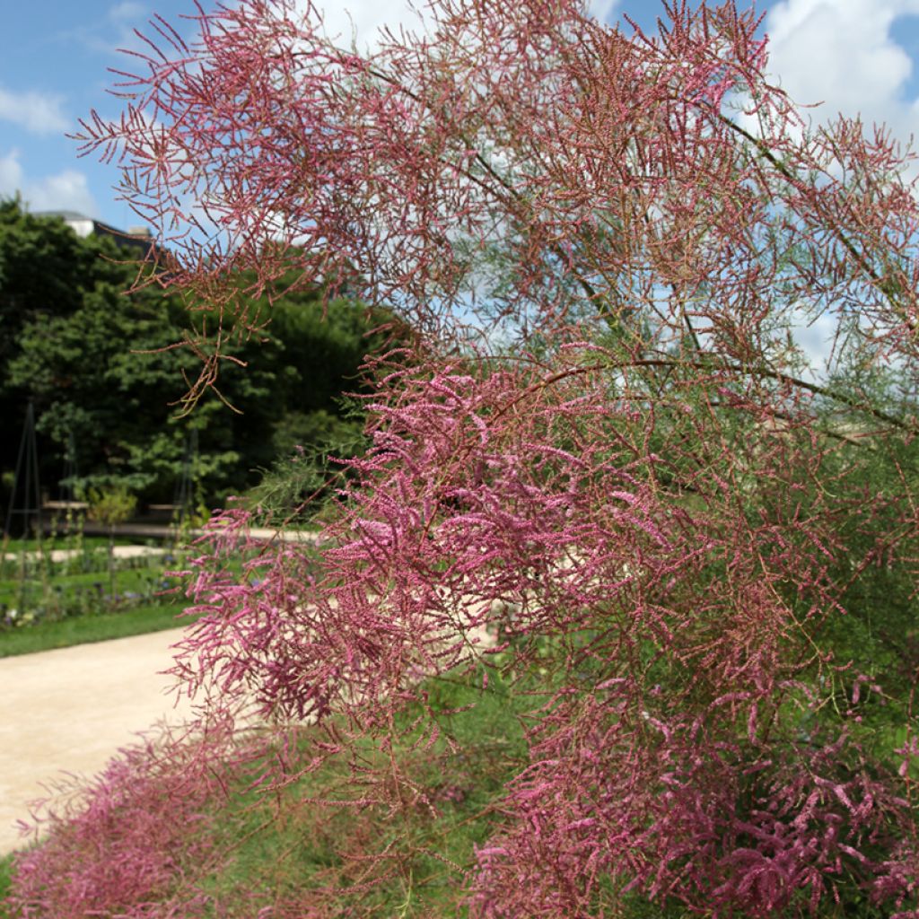 Tamarix ramosissima