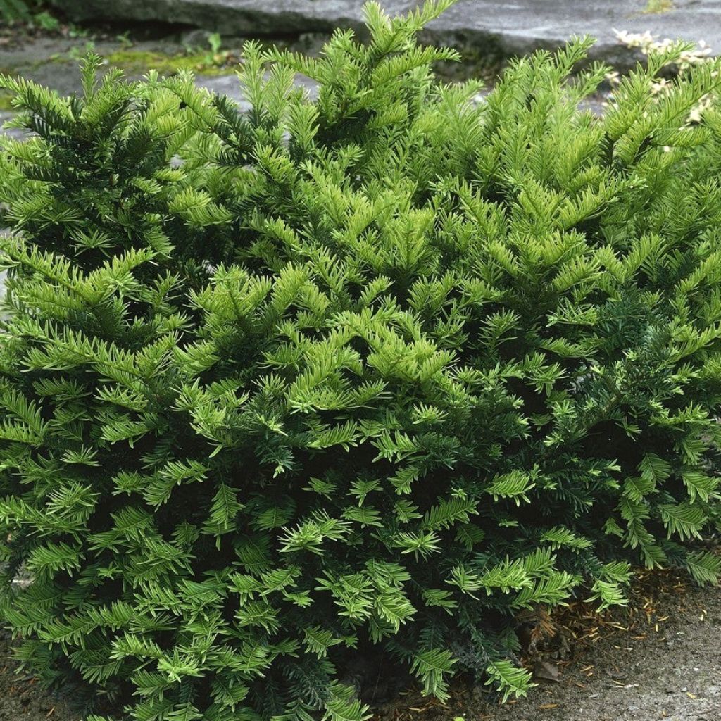 Taxus media Emerald Spreader - Yew