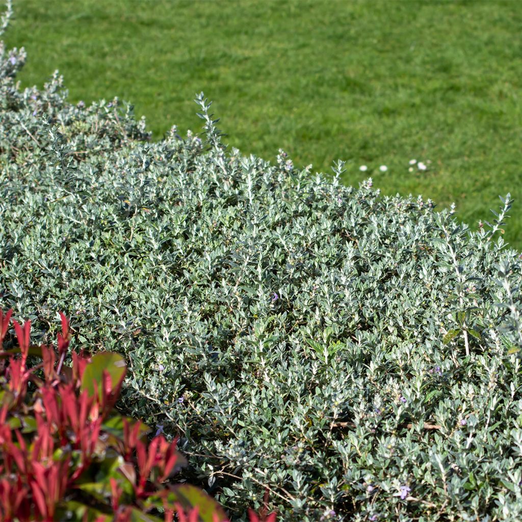 Teucrium fruticans Selection Erecta