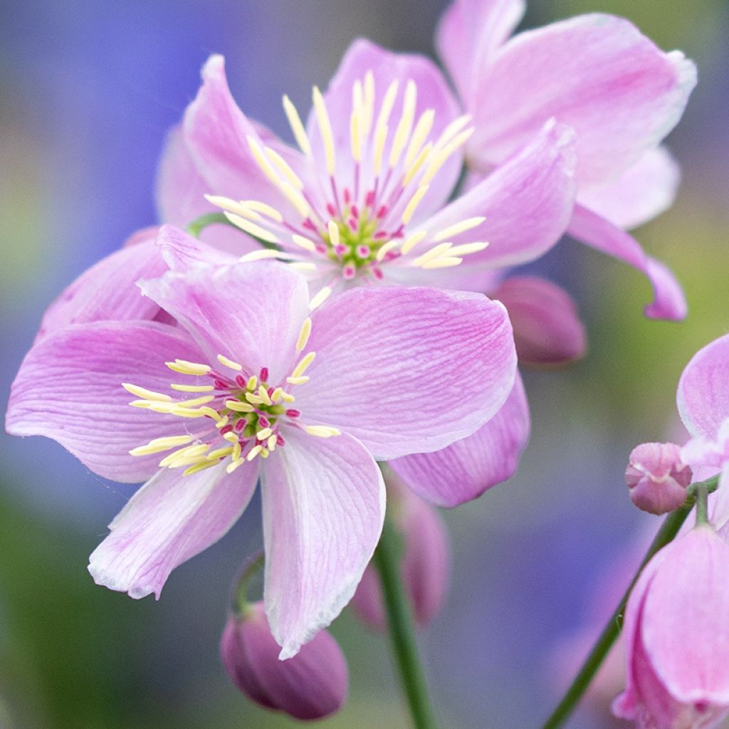 Thalictrum Chantilly Lace - Pigamon