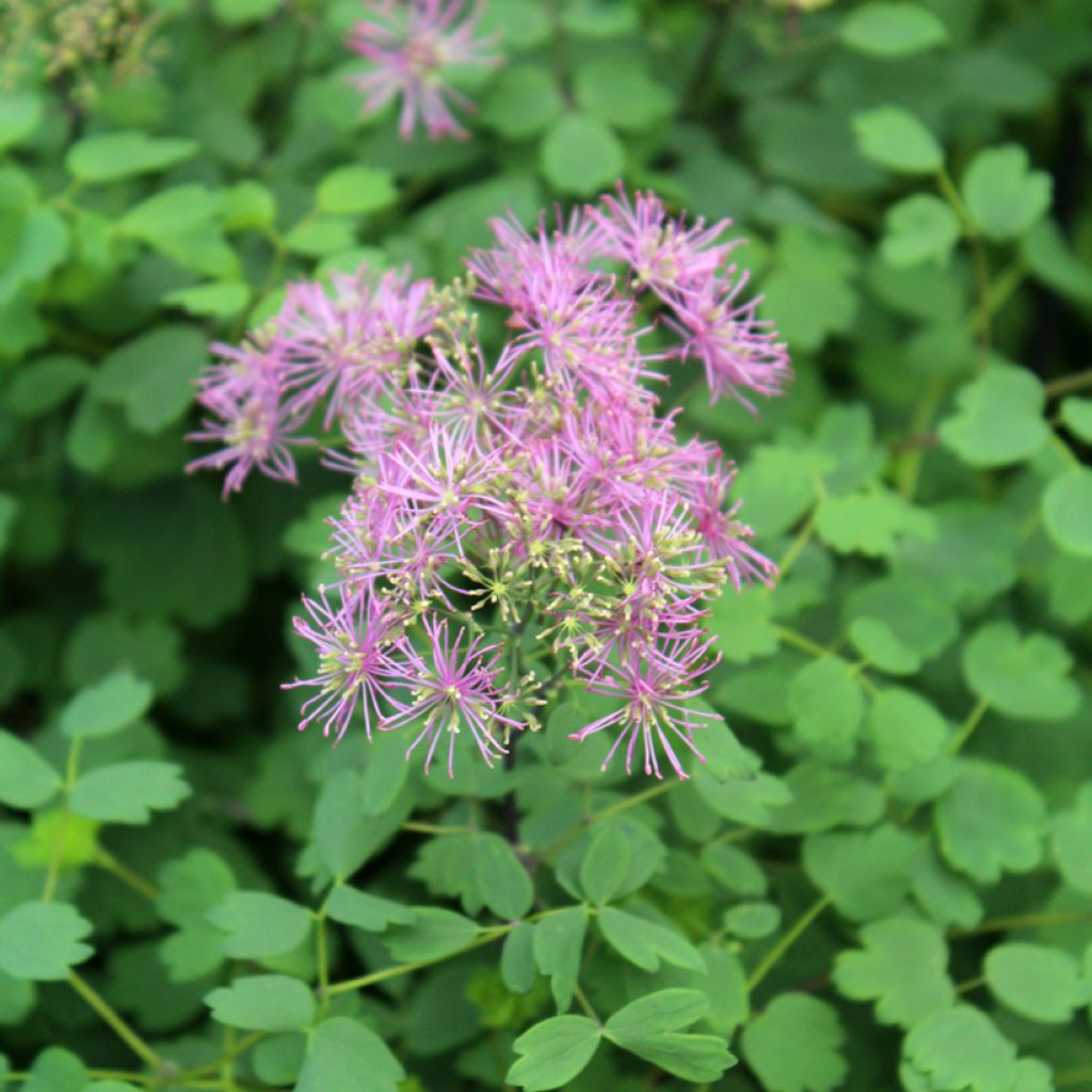 Thalictrum Little Pinkie - Meadow-rue