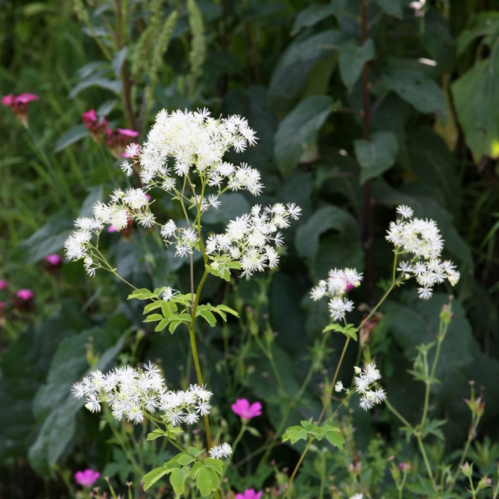 Thalictrum aquilegifolium Album - Meadow-rue