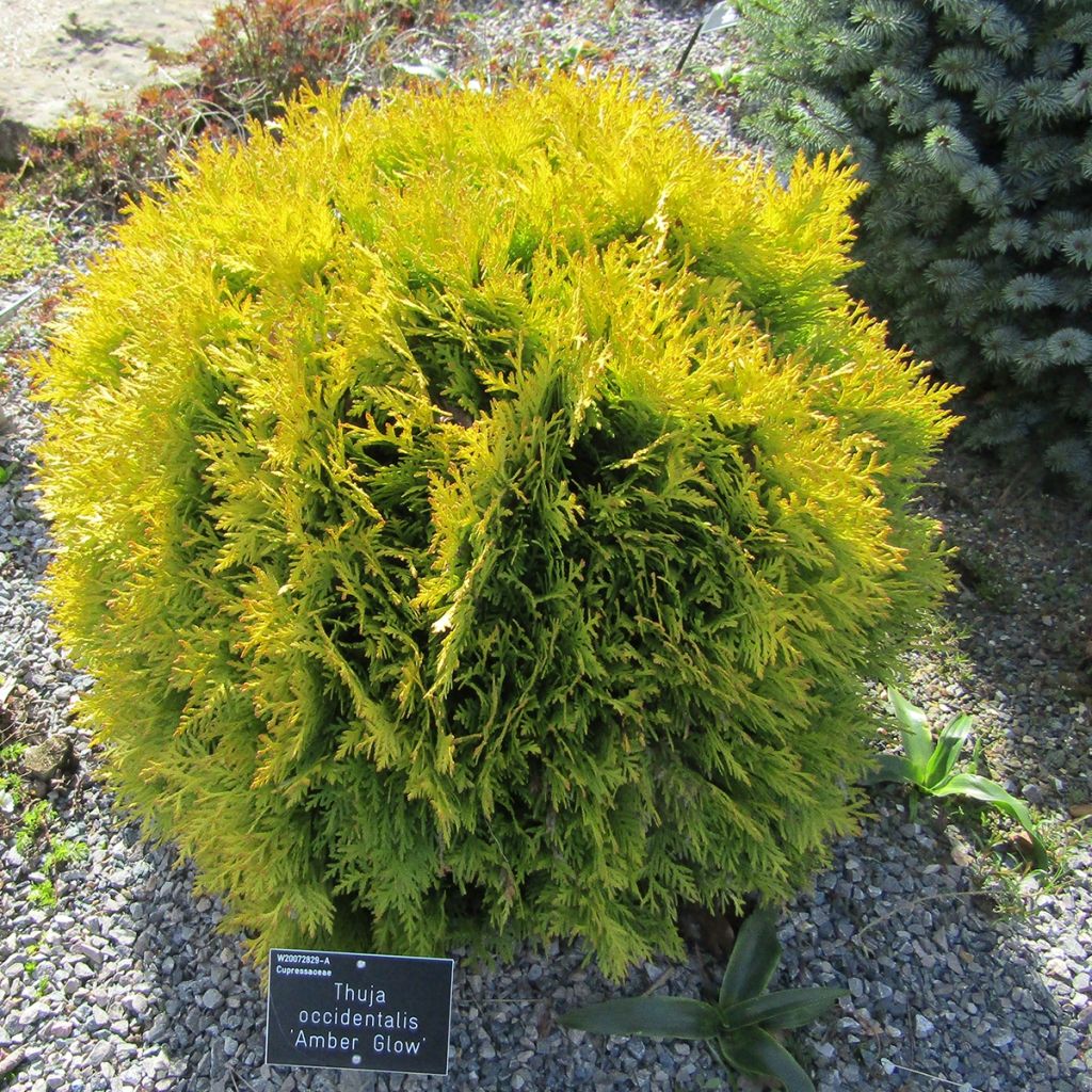 Thuja occidentalis Amber Glow - Canadian Arborvitae