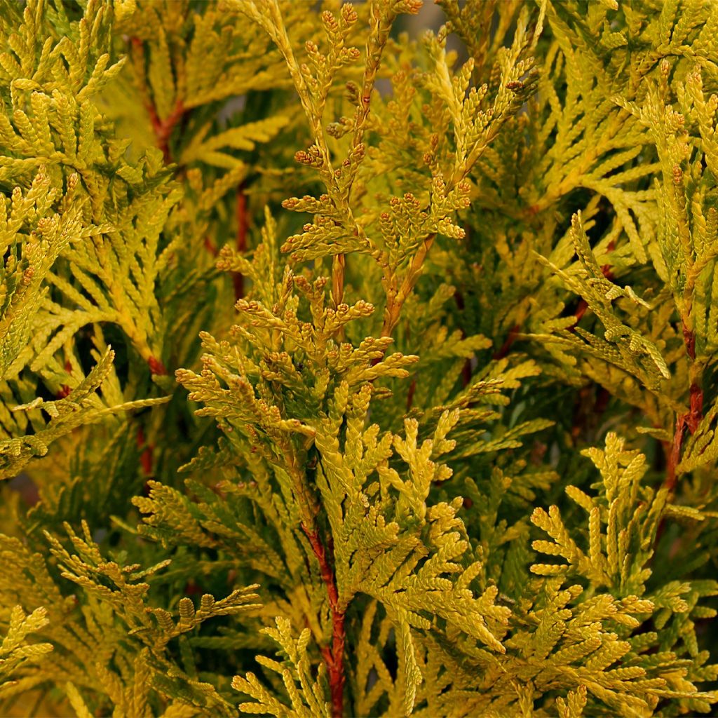 Thuja occidentalis Jantar - Canadian Arborvitae