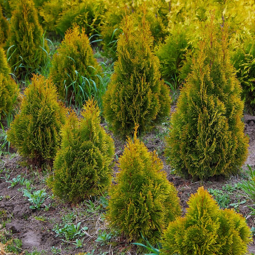 Thuja occidentalis Jantar - Canadian Arborvitae