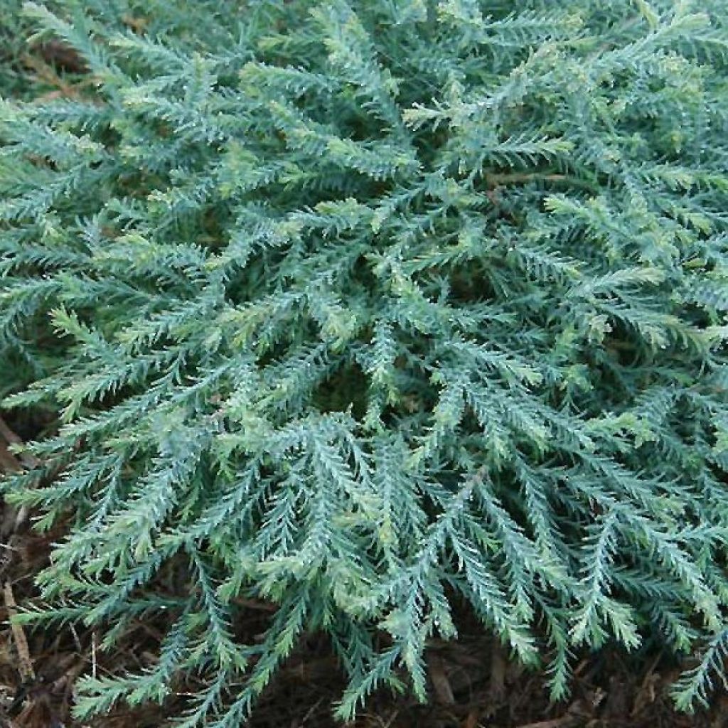 Thuja occidentalis Pancake Concesarini - Canadian Arborvitae