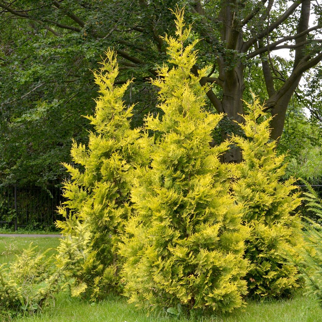 Thuja occidentalis Salland - Canadian Arborvitae