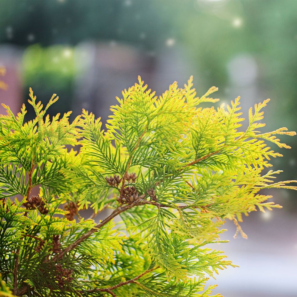 Thuja occidentalis Salland - Canadian Arborvitae