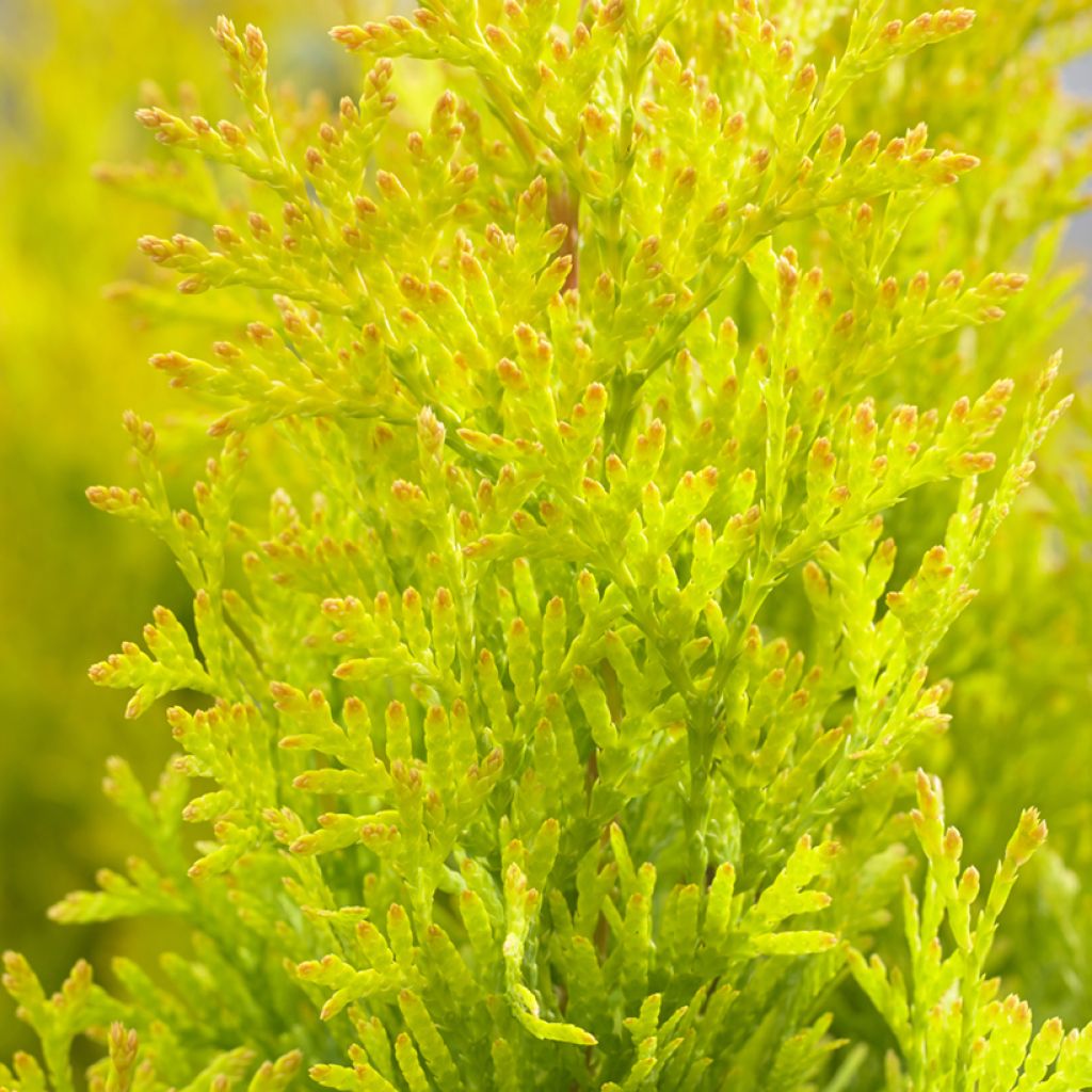 Thuja occidentalis Sunny Smaragd - Eastern White Cedar