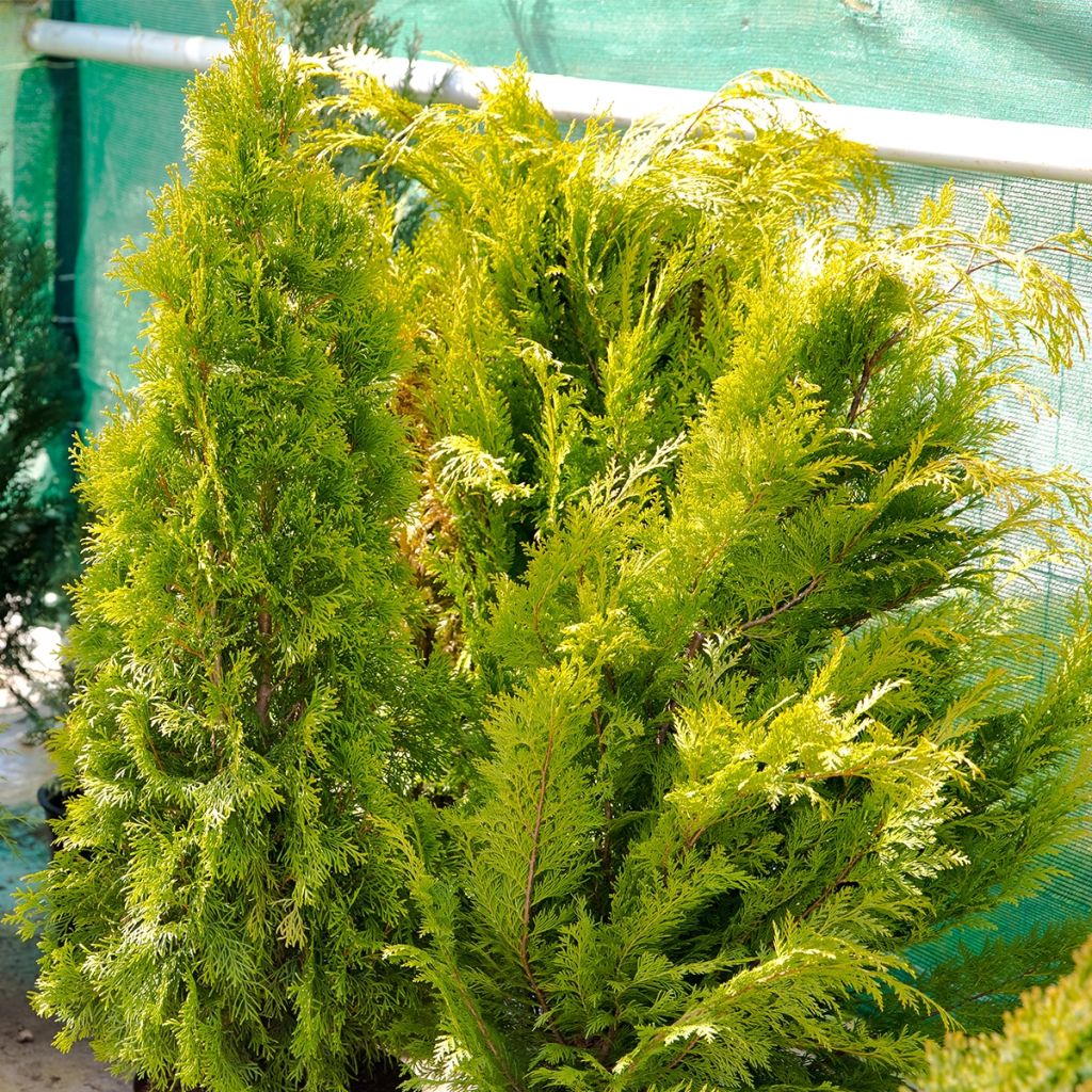 Thuja plicata Martin - Western Red Cedar