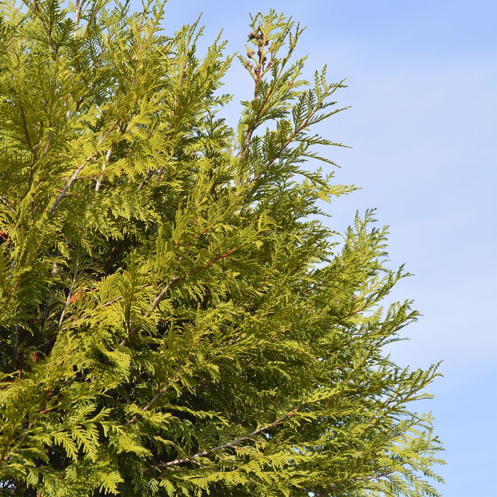 Thuja plicata Martin - Western Red Cedar