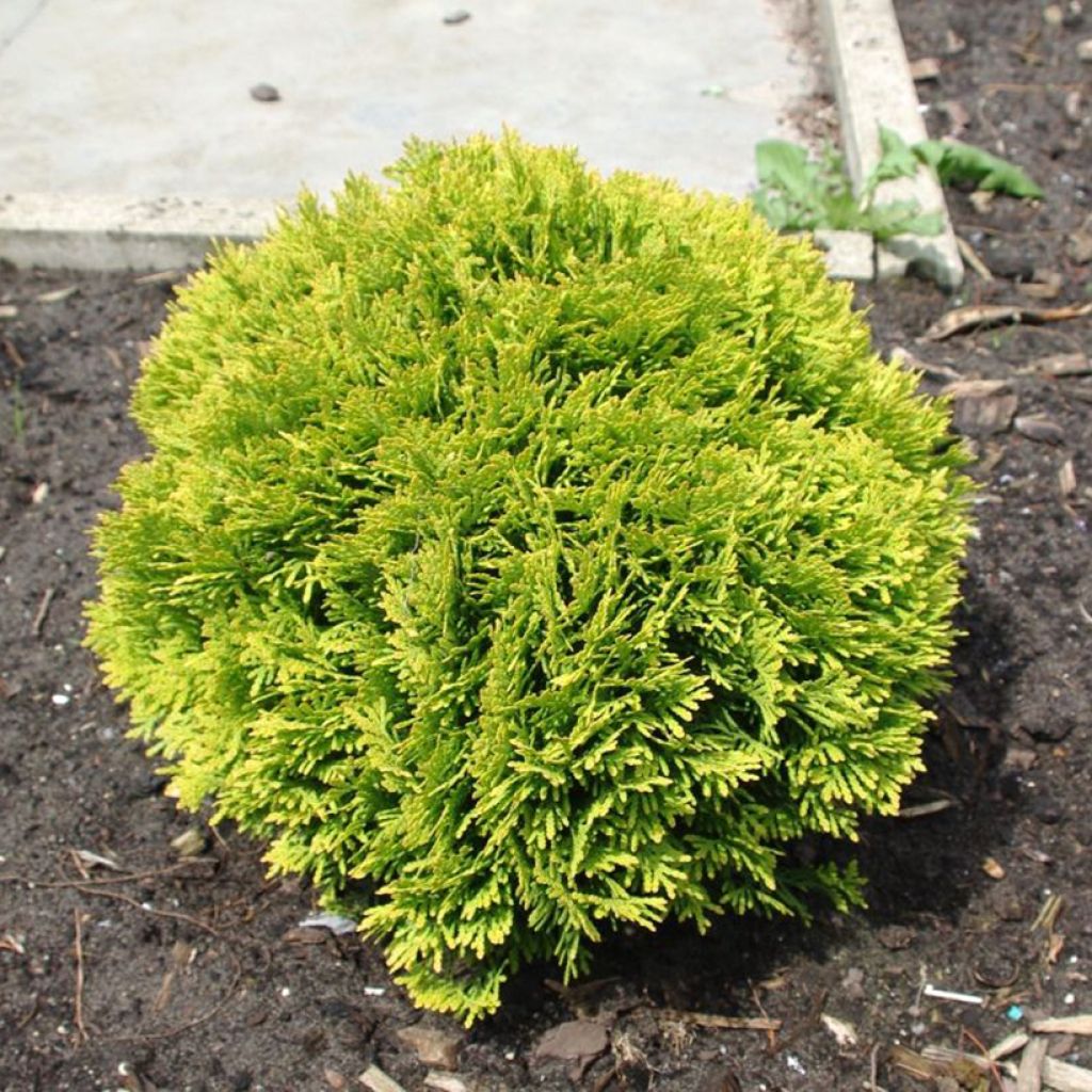 Thuja occidentalis Mirjam - Canadian Arborvitae