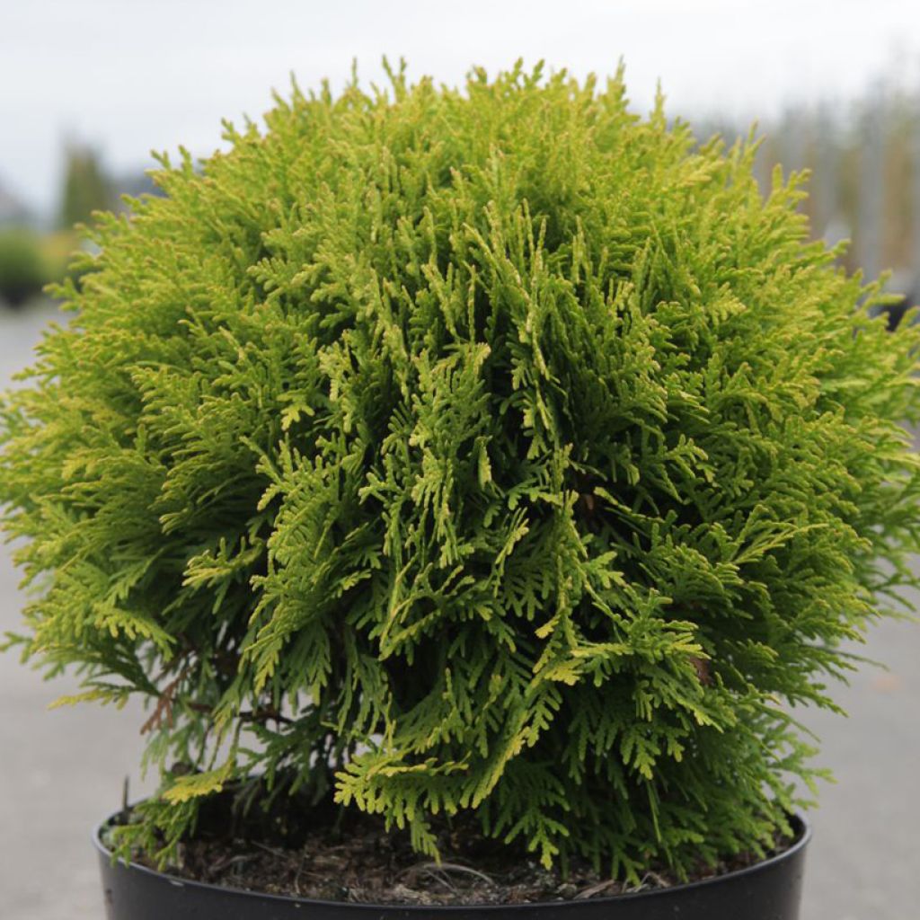 Thuja occidentalis Mirjam - Canadian Arborvitae