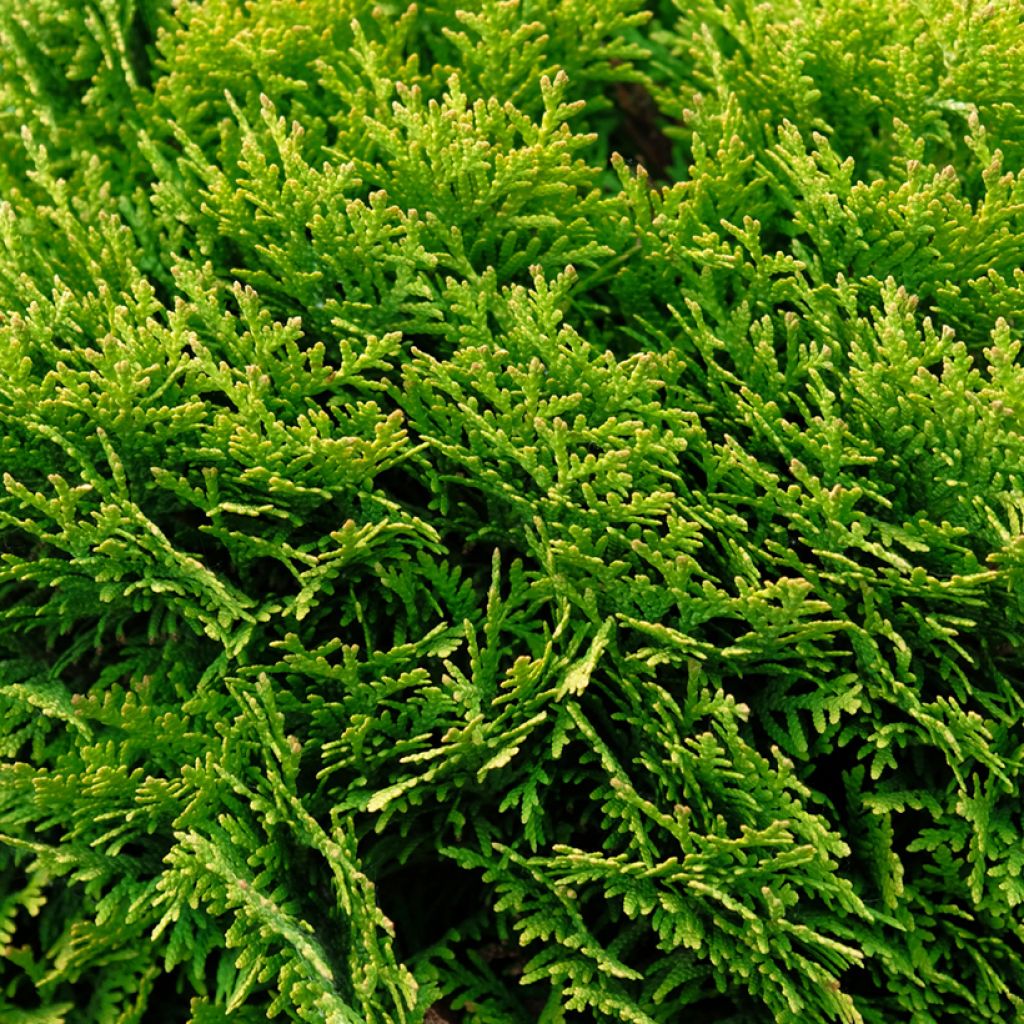 Thuja occidentalis Mirjam - Canadian Arborvitae