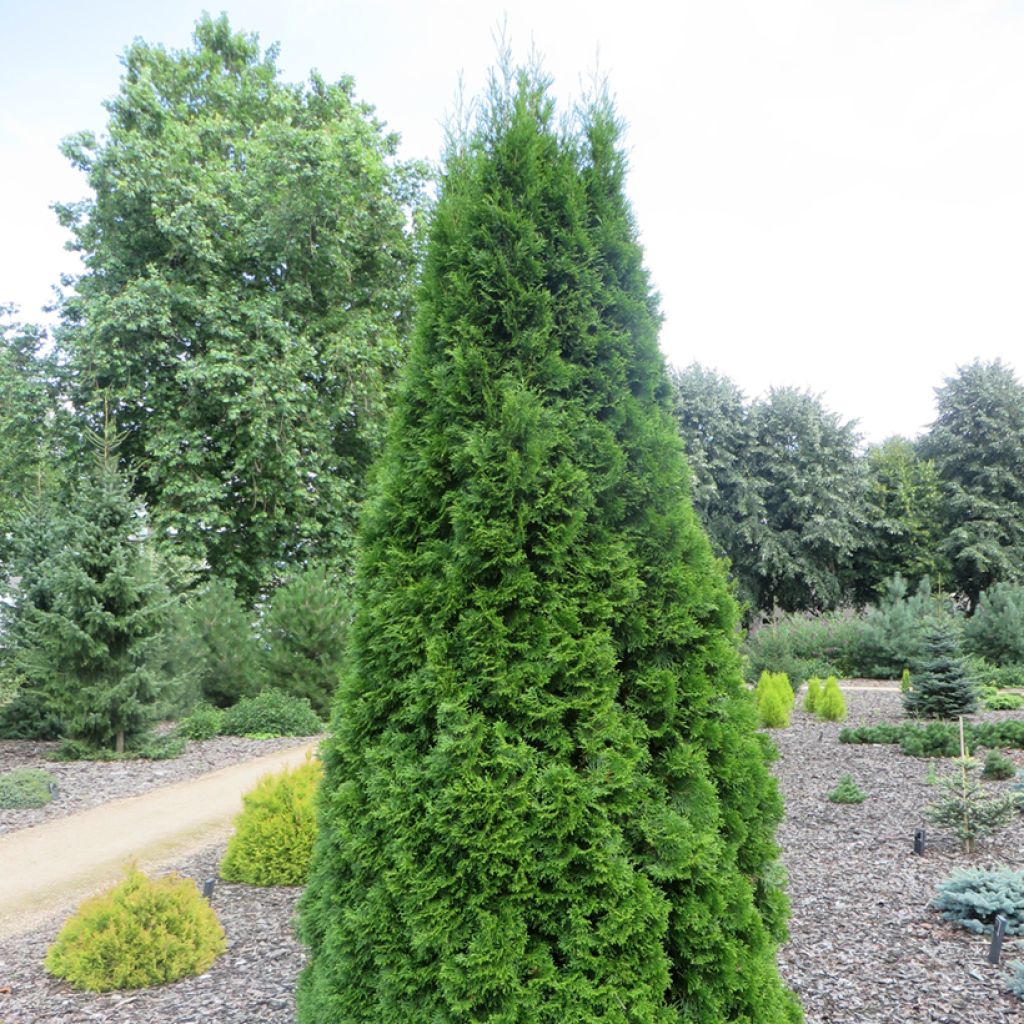 Thuja occidentalis Pyramidalis Compacta - Eastern White Cedar