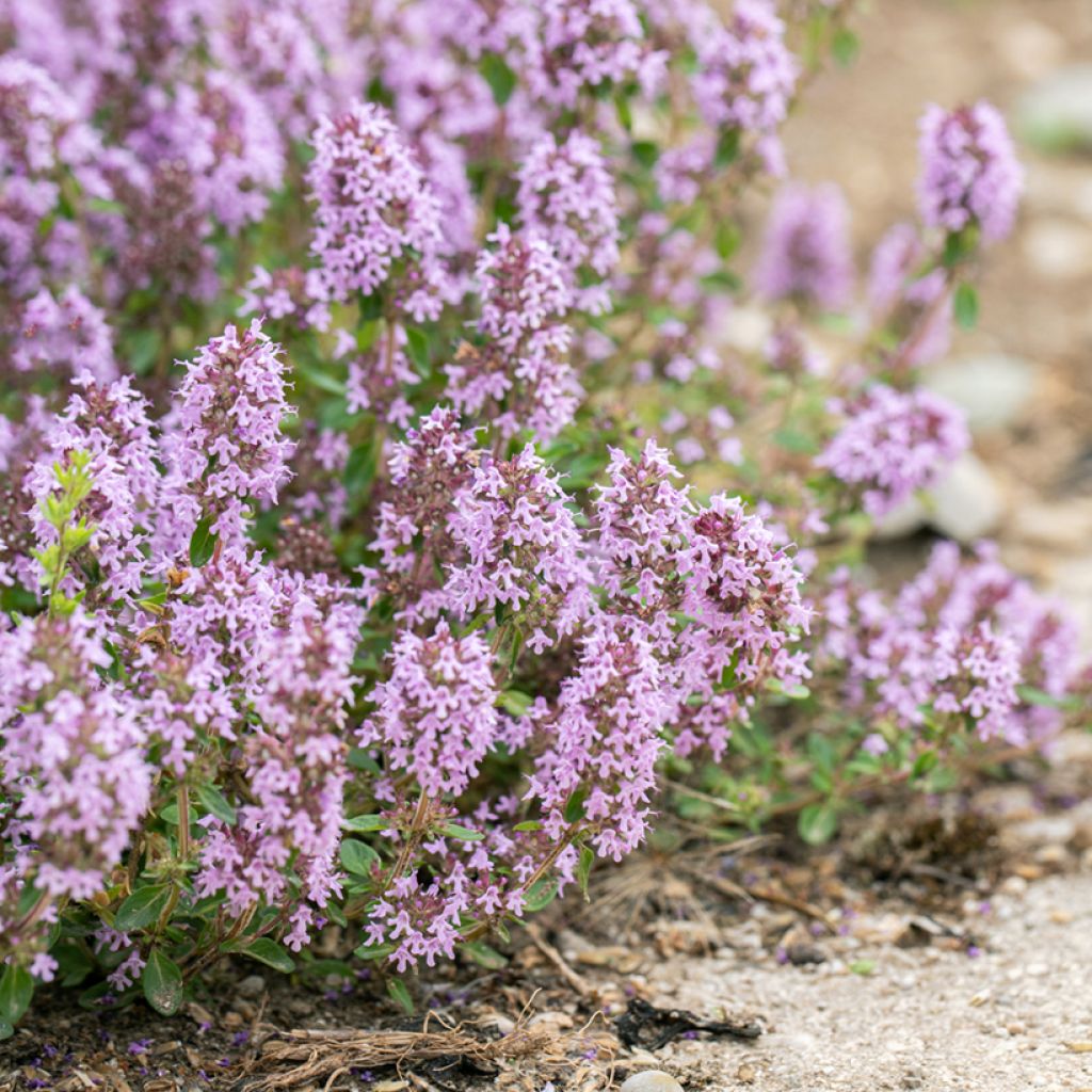 Thymus Lammefjord - Lemon thyme