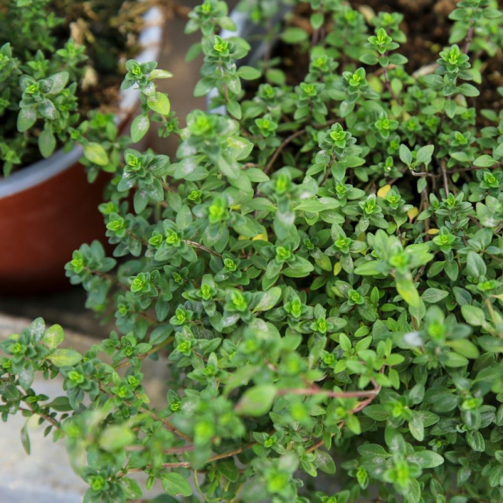 Thymus citriodorus -Lemon thyme in seedlings