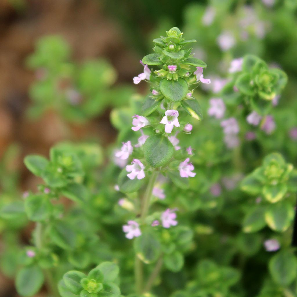 Thymus citriodorus variegated - Lemon Thyme