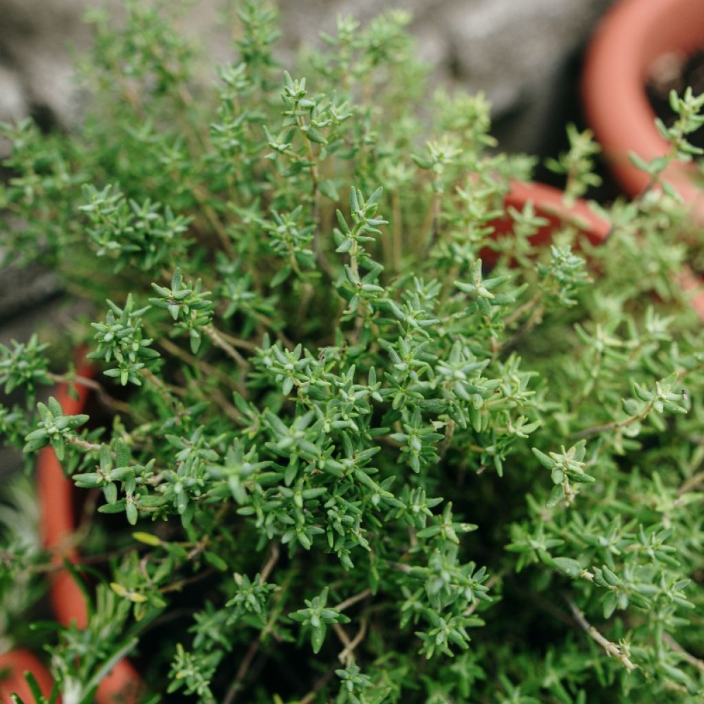 Thymus vulgaris Winter - Common Thyme in plants