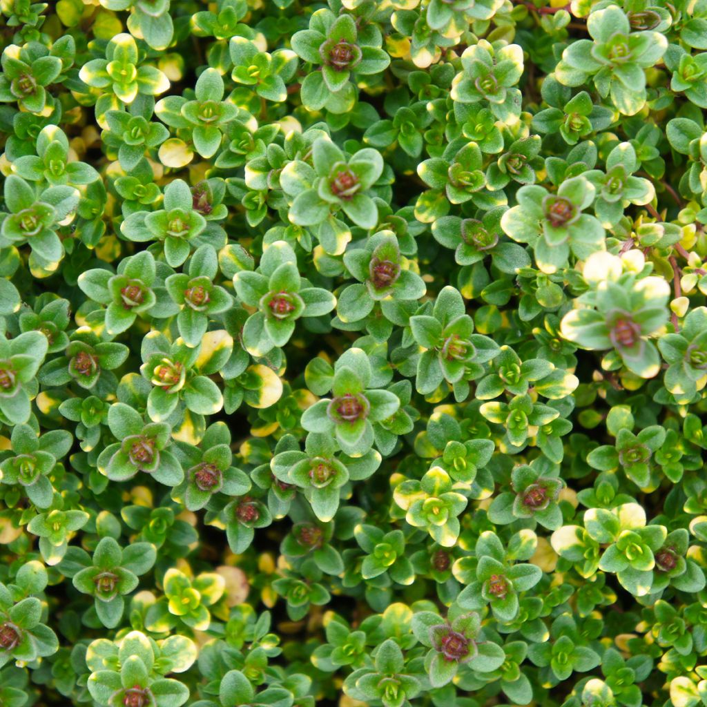 Thymus citriodorus Doone Valley - Lemon Thyme