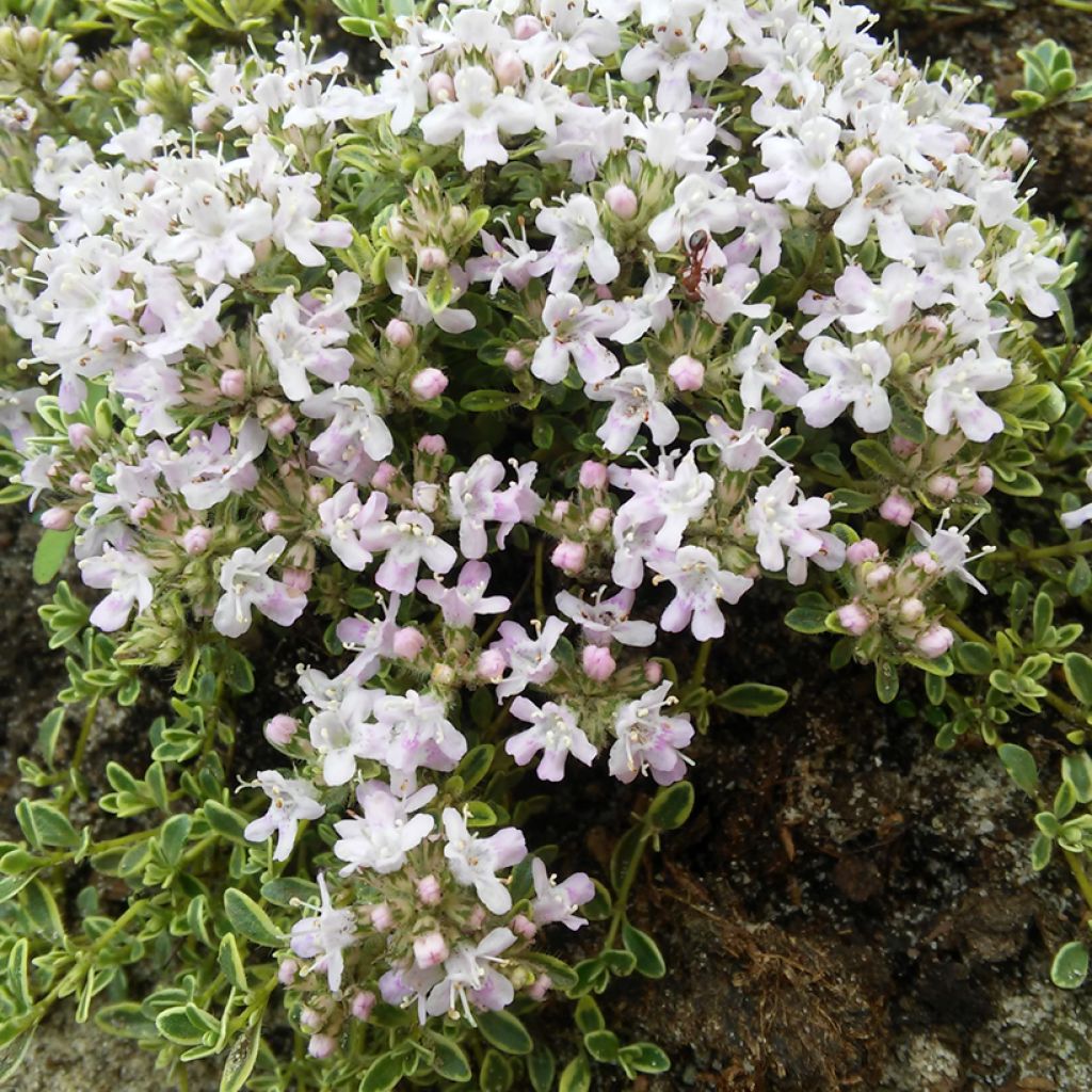 Thymus Highland Cream - Thyme