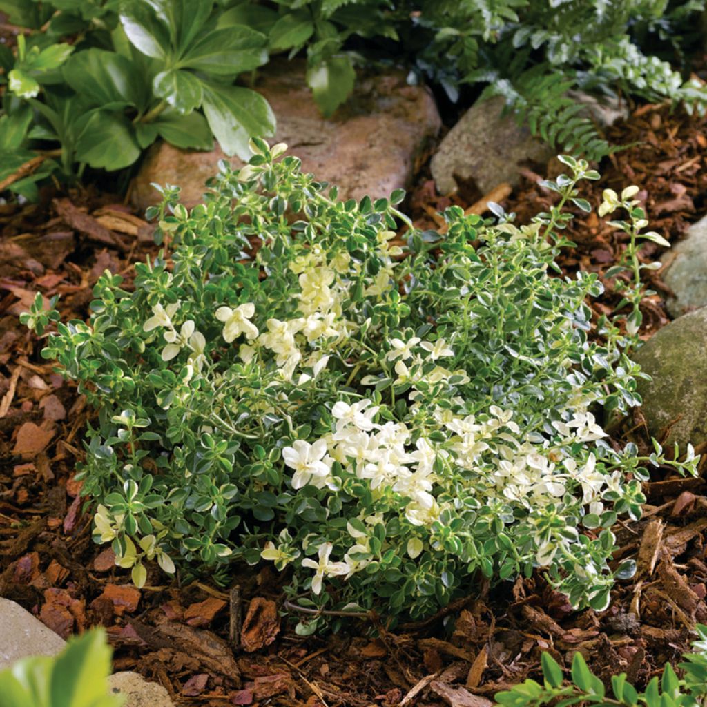 Thymus pulegioides Foxley - Thyme 