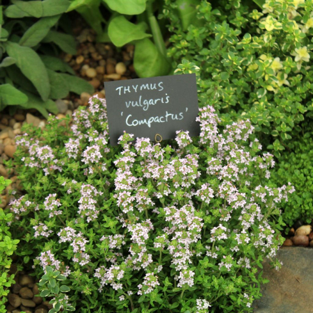 Thymus vulgaris Compactus - Common Organic Thyme