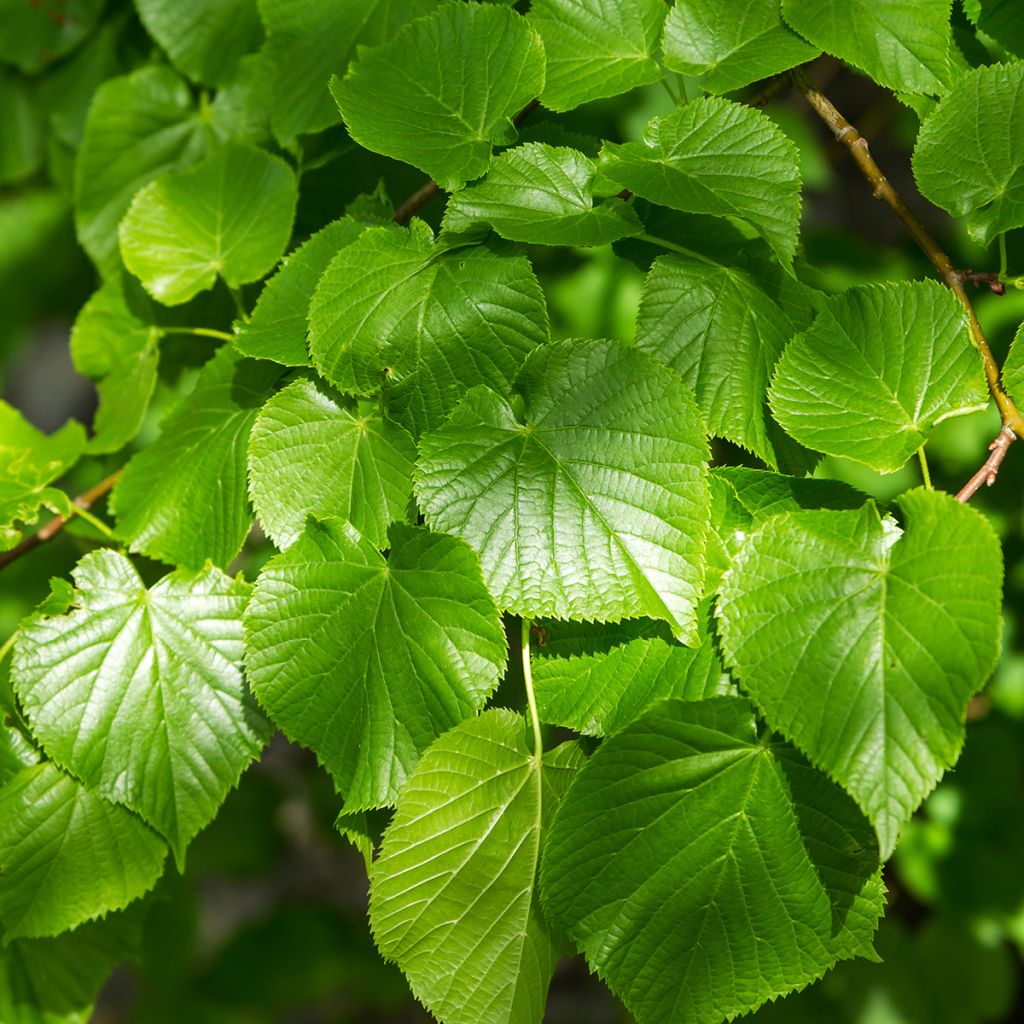 Tilia cordata Simone - Small-leaved Lime