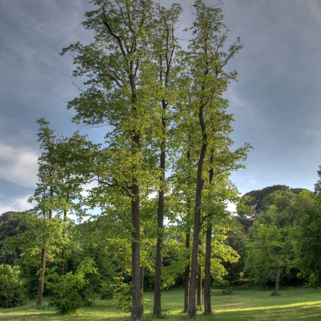 Tilia cordata Swedish Upright - Small-leaved Lime