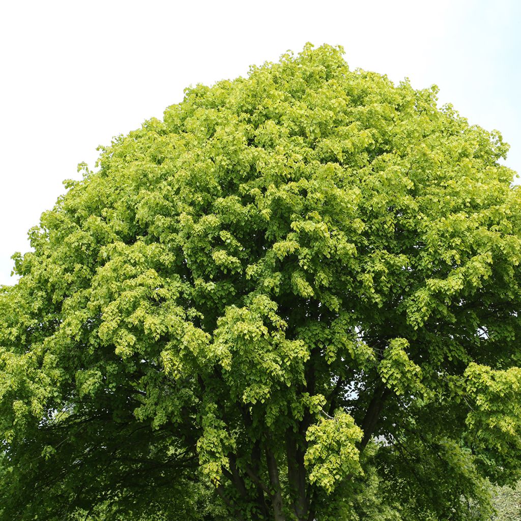 Tilia x europaea Wratislaviensis - Common Lime