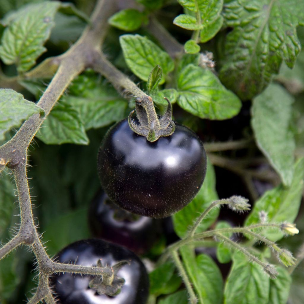 Solanum lycopersicum Akoya F1 seeds - cherry tomato