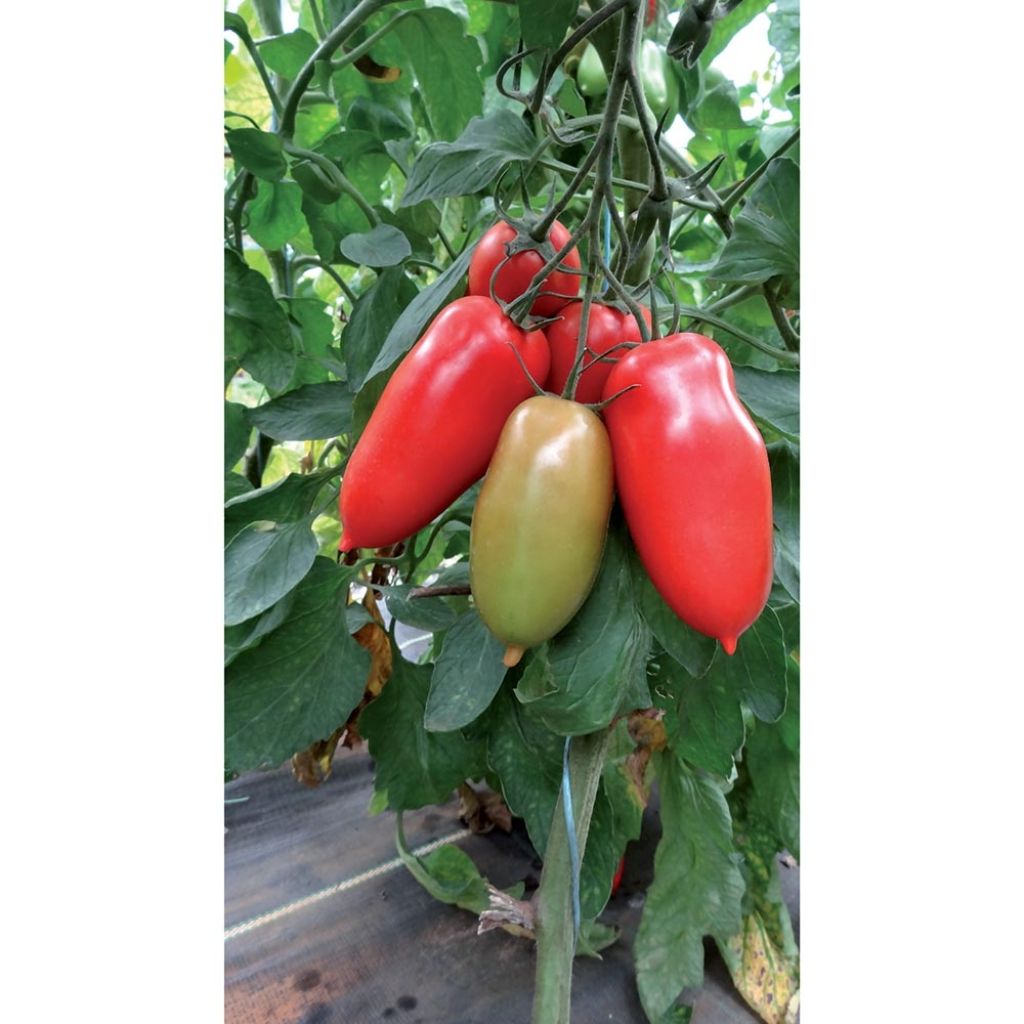 Tomato  Gagliardo F1 Grafted Plants