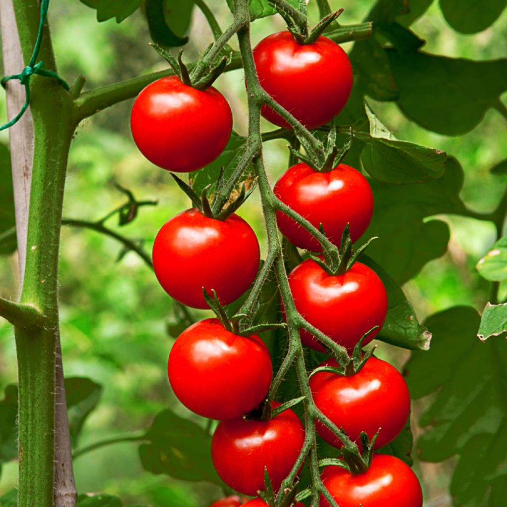 Cherry Tomato Gardener's Delight organic seeds