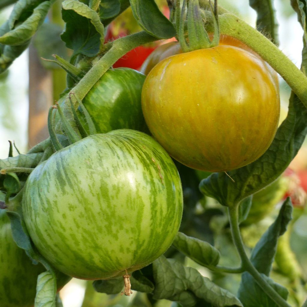 Tomato Green Zebra Tomato