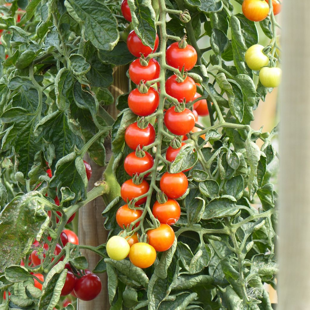 Rubylicious F1 Tomato seeds