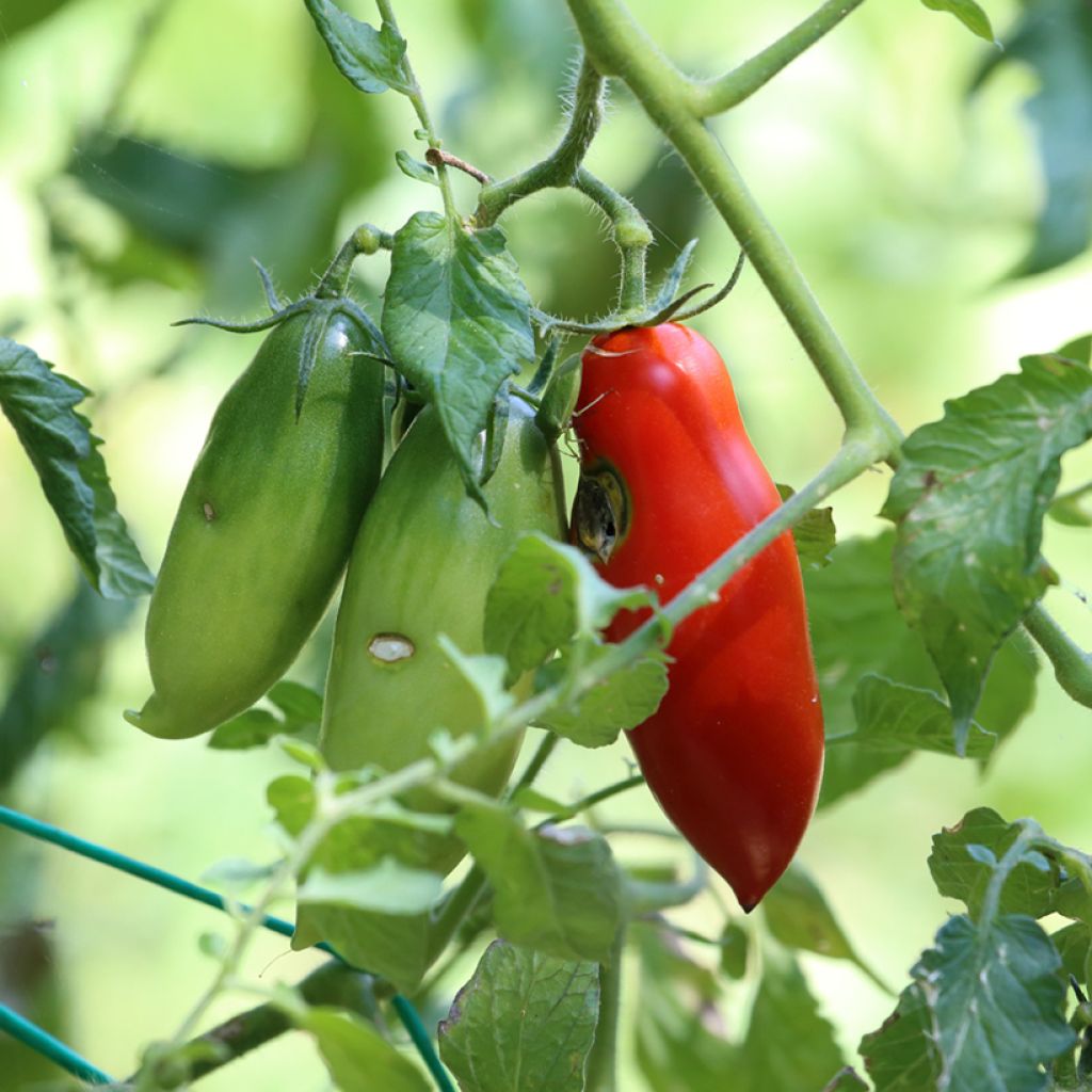 Tomato San Marzano 2 organic seeds